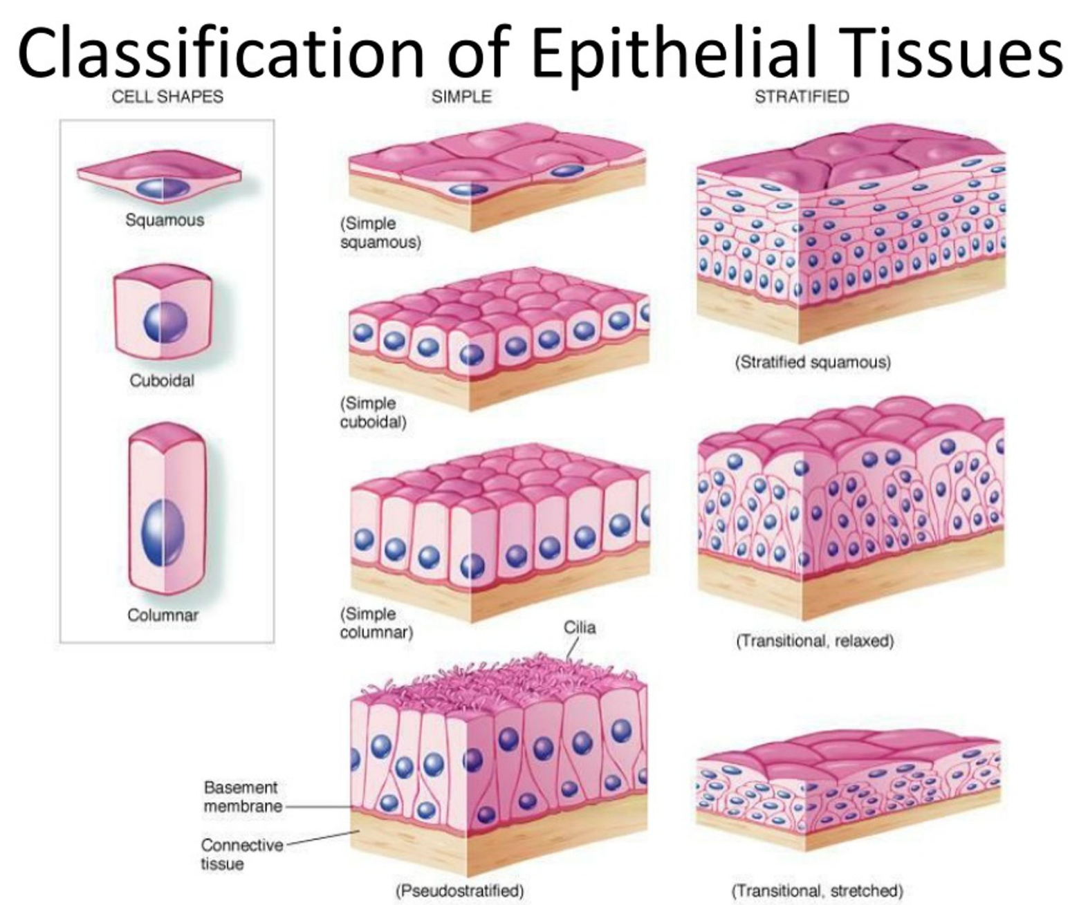 Classification of Epithelial Cells